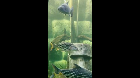 “World’s Most Sacred River Fish Gathered in One Tank – Would You Dare?”