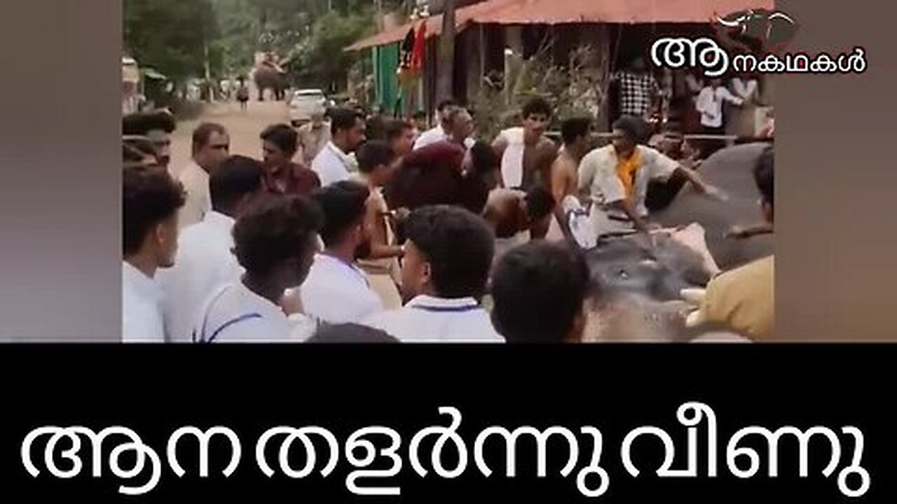 ഉത്സവത്തിന് കൊണ്ടുവന്ന ആന തളർന്നുവീണു _ Erattupetta ayyappan elephant _ Elephant attack kerala 2025