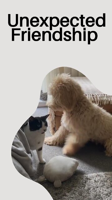 Unexpected Friendship: Cats & Dogs Show True Love 🐾💖