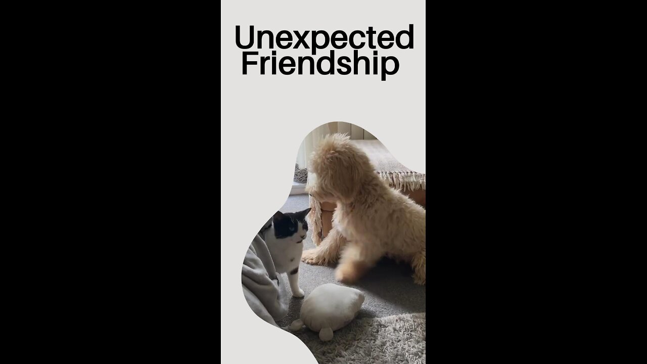 Unexpected Friendship: Cats & Dogs Show True Love 🐾💖