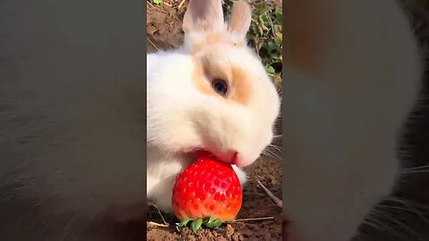 I heard the sound of the little rabbit grinding its teeth. Cute pet debut plan. Rabbit. Rural cu