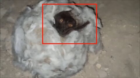 Scary creature caught on camera in abandoned | Most scary videos