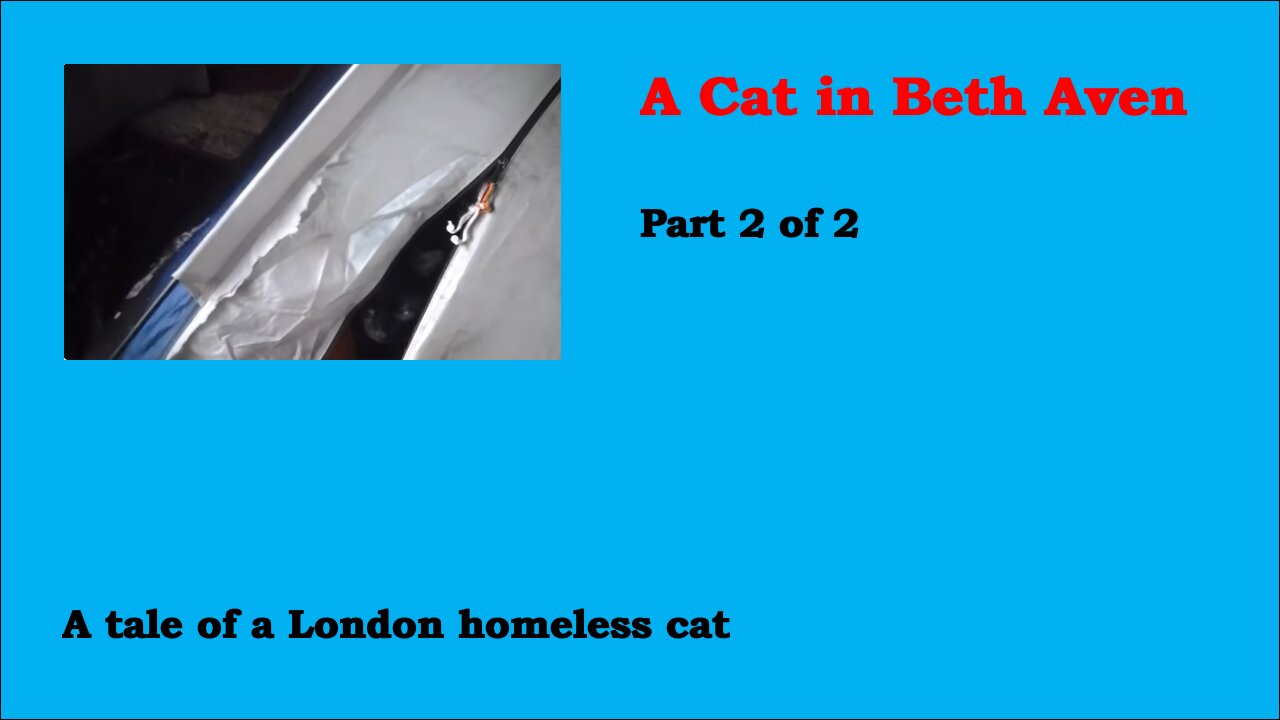 A Cat in Beth Aven 2/2