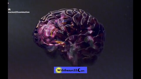 The brain