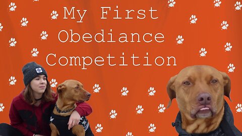 Reacting To My First Obedience Competition