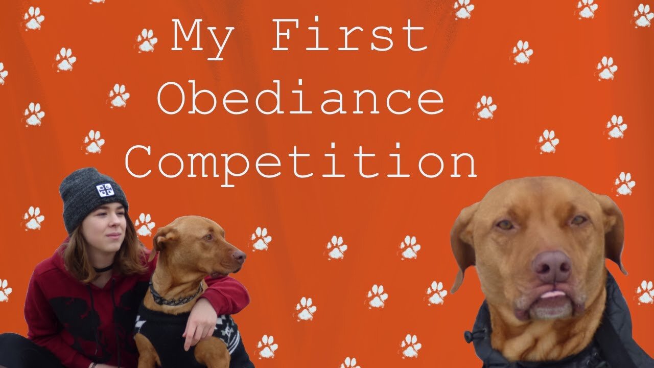 Reacting To My First Obedience Competition