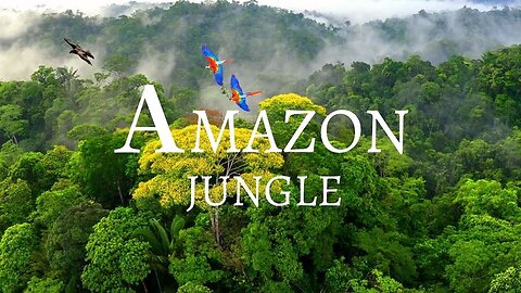 Ten Fact About Amazon Forest