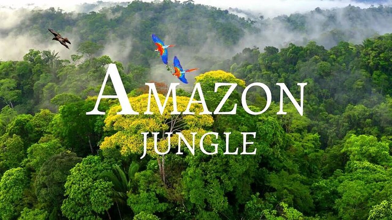 Ten Fact About Amazon Forest
