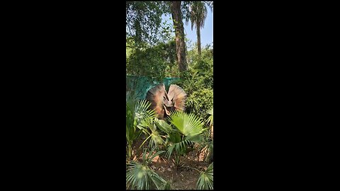 Dinosaur