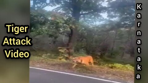 *Big tiger found at dharwad* Karnataka #ಹುಲಿ #ಹುಲಿಹುಲಿ #ಹುಲಿವೇಷ #ಕರ್ನಾಟಕಹುಲಿ #ಹುಲಿಘರ್