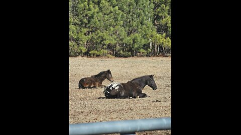 🐎❤️‍🔥Horse TRUST❤️‍🔥🐎