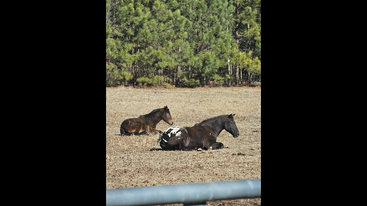 🐎❤️‍🔥Horse TRUST❤️‍🔥🐎