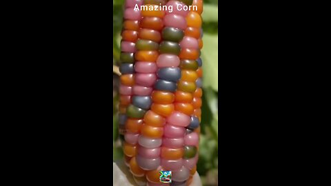 Amazing Corn