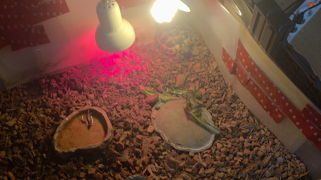 East hermann tortoise