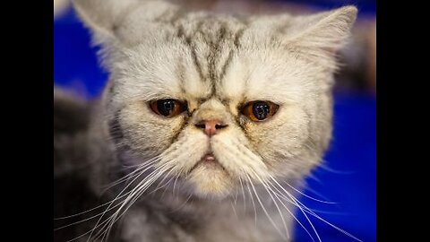 Dogs, Cats & Chaos – Funniest Animal Videos of the Week!