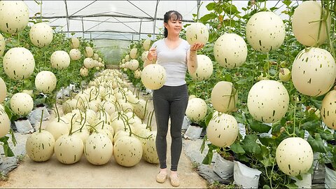“Unbelievable Melon Farm!🍈 100+ Hanging Giant Fruits in One Greenhouse!”