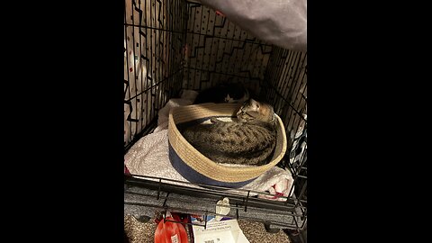 2 cats in a cave