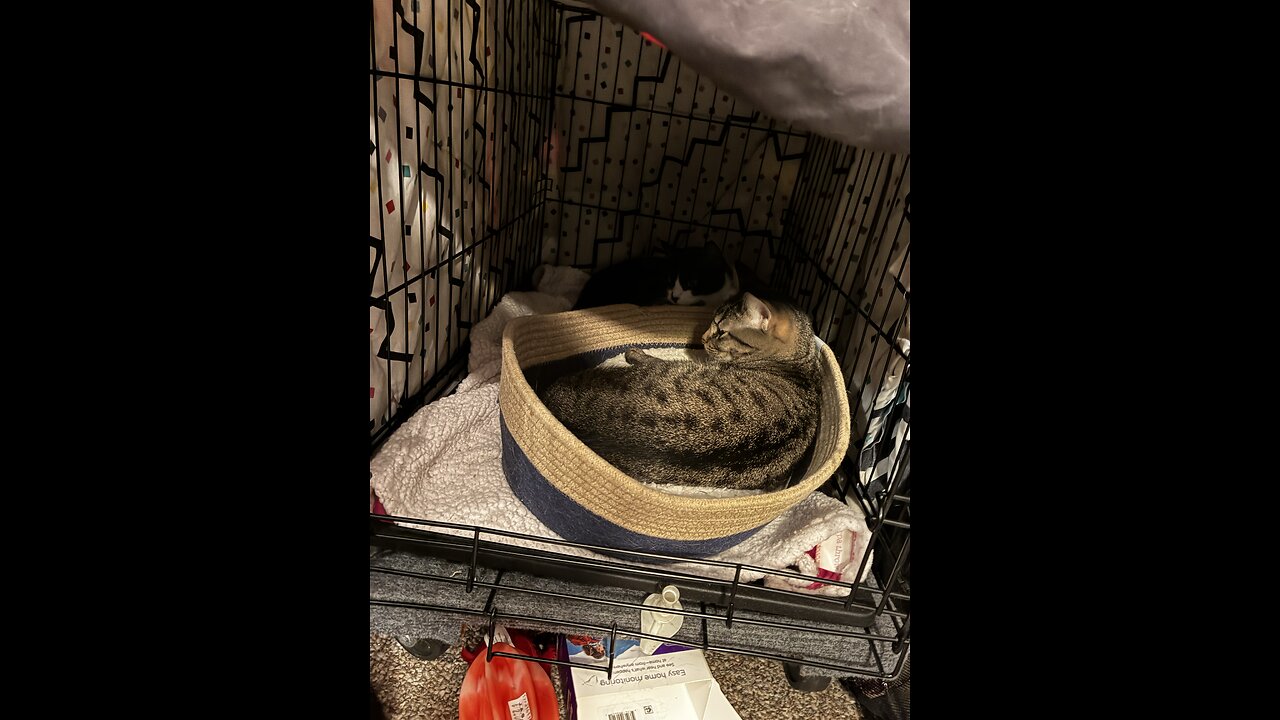 2 cats in a cave