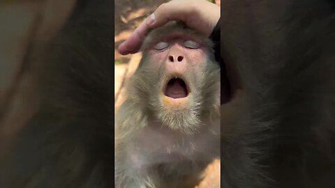 Baby monkey and mother mokey love to be petted like this