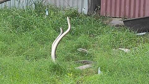 Snake Fight