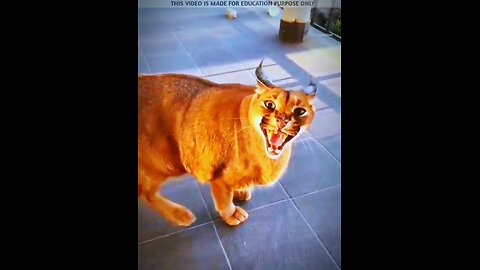 ये जानवर 🐬 पहले बहुत खतरनाक 👿 दिखते थे 😱 #shorts #animals #viralvideo