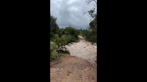 A video of a mother elephant rescuing her calf during the ongoing