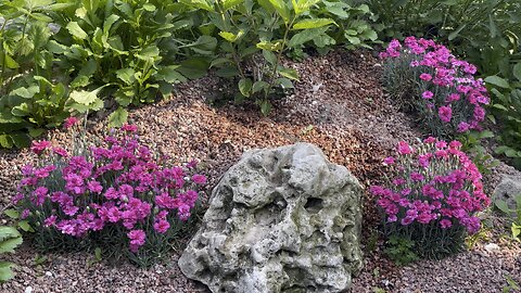 Carnations