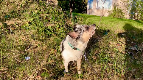 Chihuahua Pussel ylar när han hör sirener🐕😃❤️