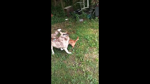 dogs playing
