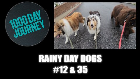 1000 Day Journey 0605 Rainy Day Dogs #12 & 35