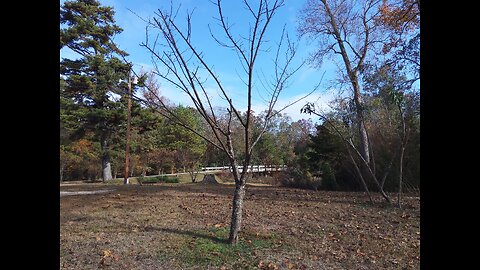 Fruit Tree Propagation Experiment 11/17/25