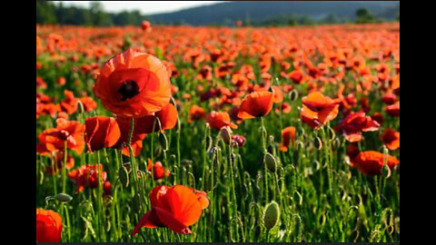 Oracle of The POPPY🌺 ~ the Great Unknown, From Dark⚫️ to Light🌟