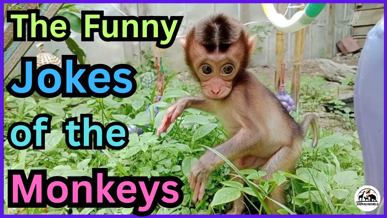 Mobi's Precious Baby Monkey Pulls off Another Great Stunt