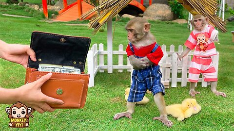 Monkey YiYi apologized to mom when she secretly stole money for a special reason
