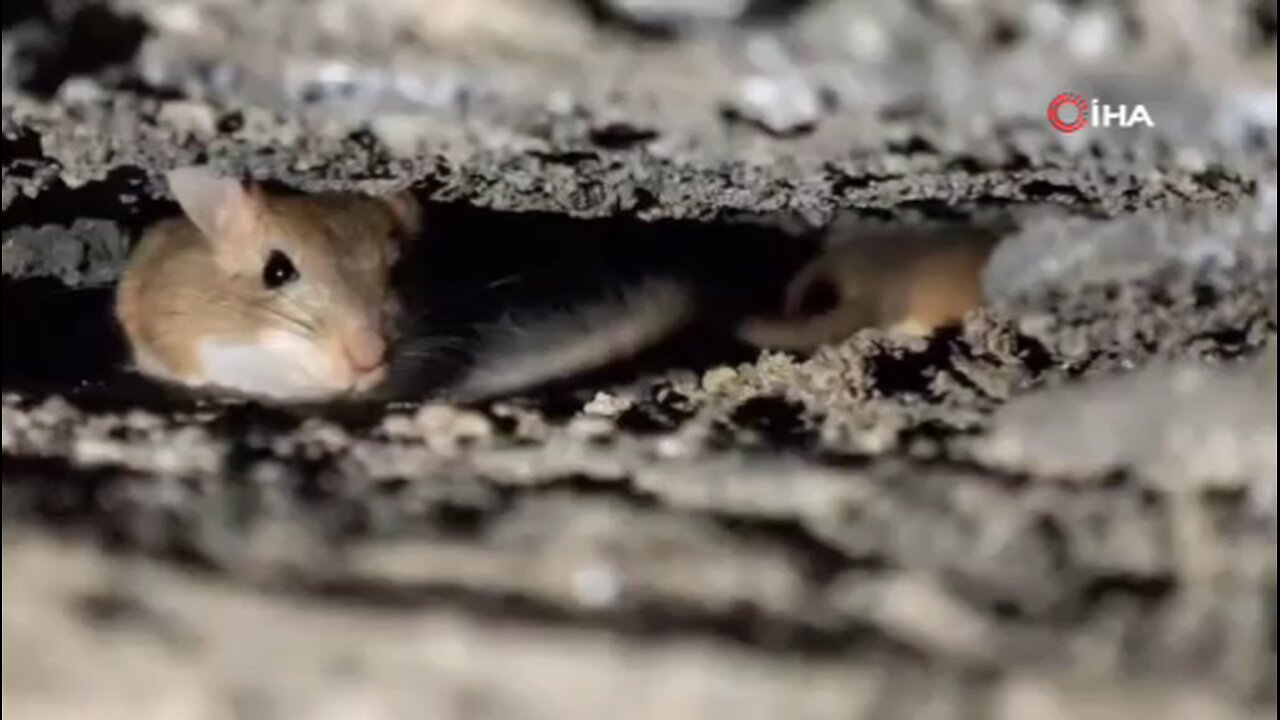 Tatvan'da nesli tehdit altındaki Arap tavşanları görüntülendi