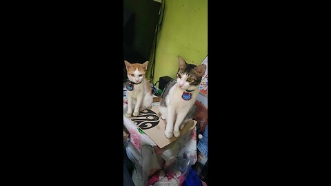 One-sided Love (A cat version)