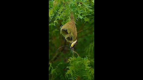 Baya Bird