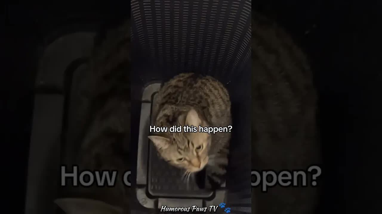 Funny animals 2024😂- Funniest Cats and Dogs Video😹🐶 #30