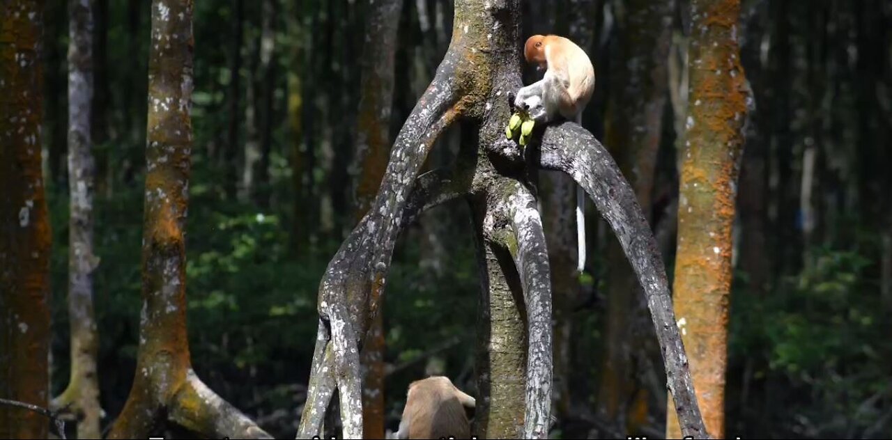 Reforesting the world is the most effective way to save the animals from becoming extinct