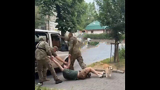 Un corgi intenta proteger a su dueño de la movilización en Ucrania
