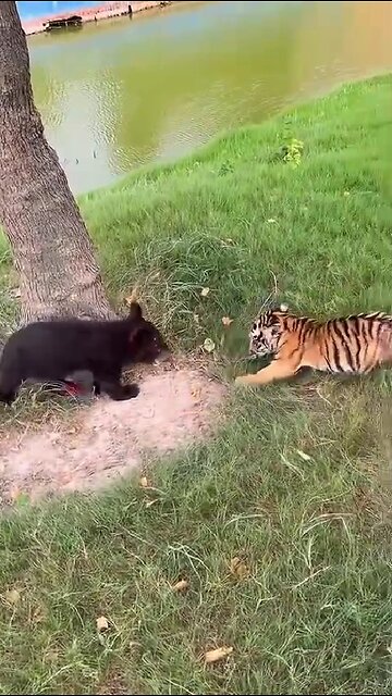 Dangerous predators attack the little tiger!