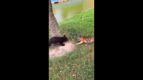 Dangerous predators attack the little tiger!