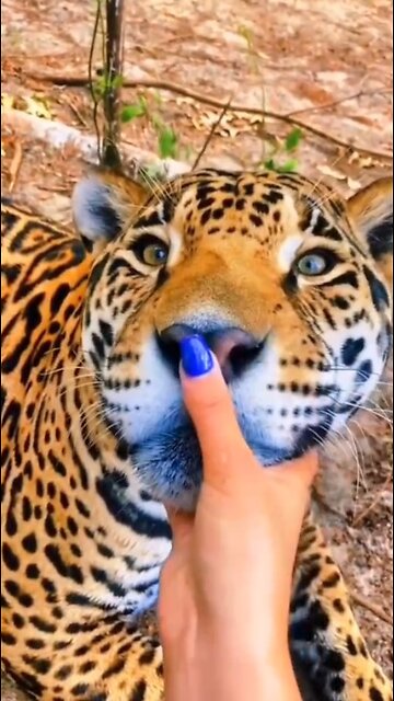 Big cats love affection too!