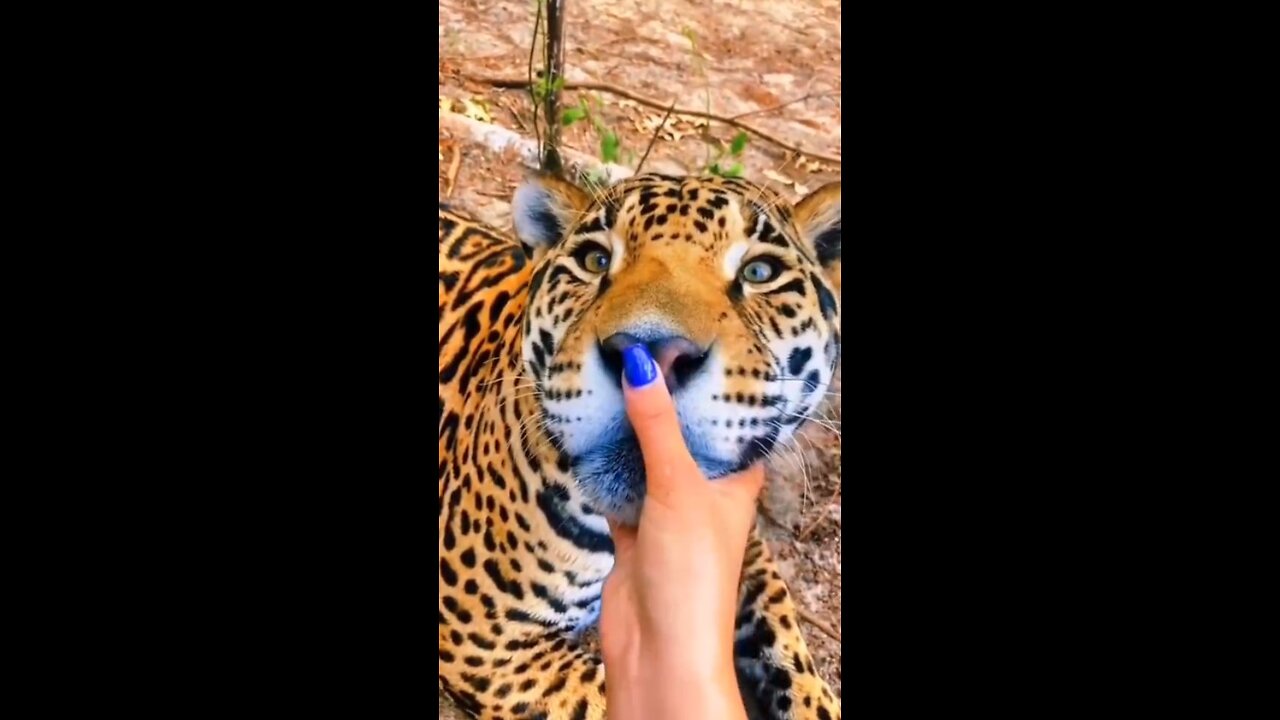 Big cats love affection too!