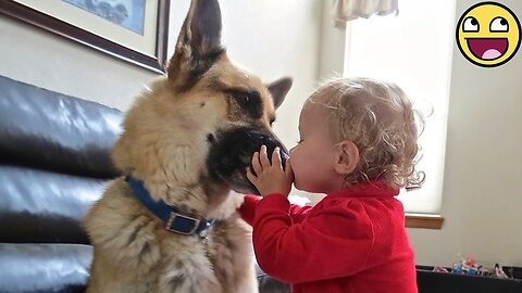 Cute dogs, funny cats and adorable babies