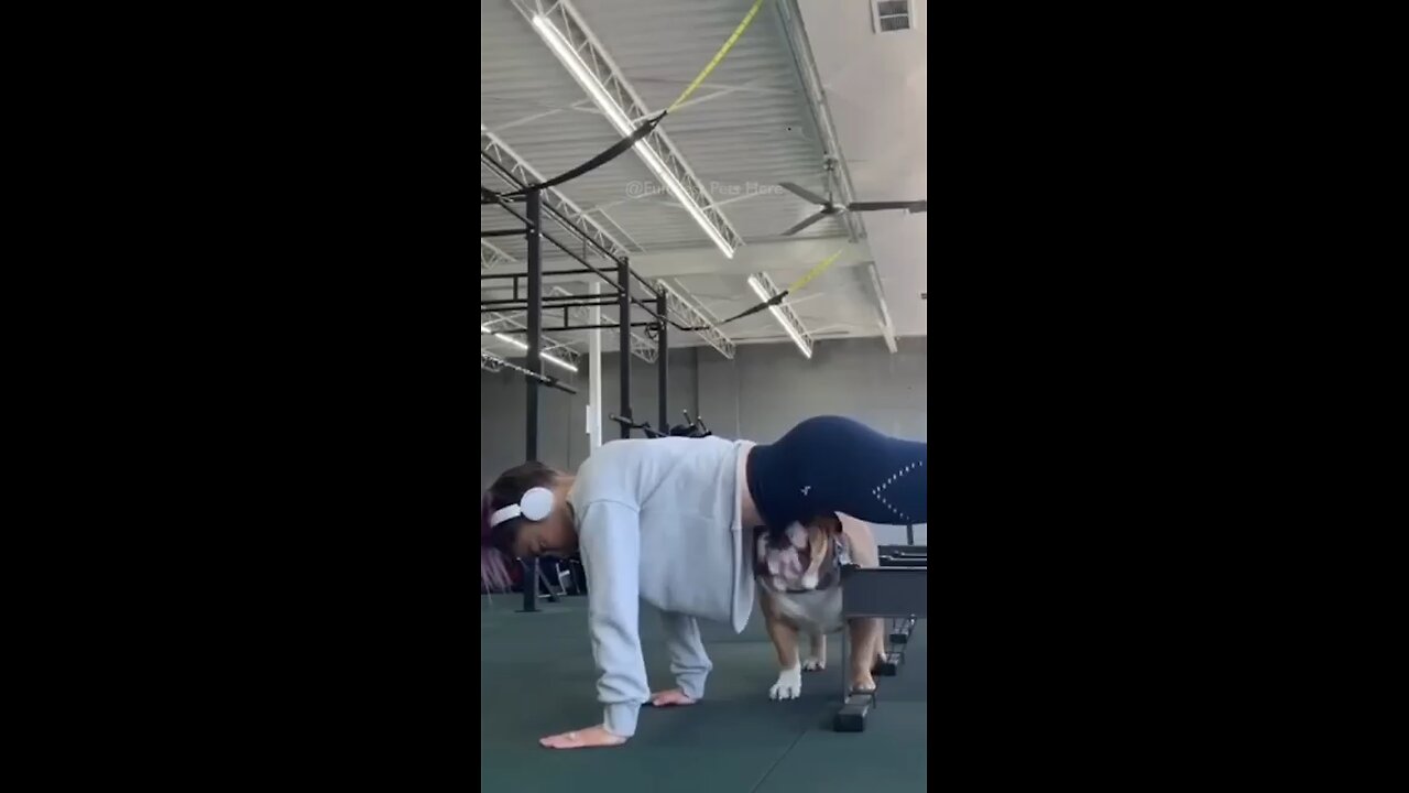 funniest cat