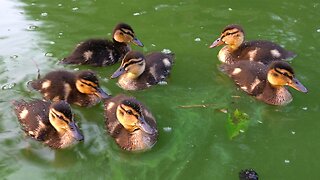 The Lucky Final 7 Ducklings Swimming Around
