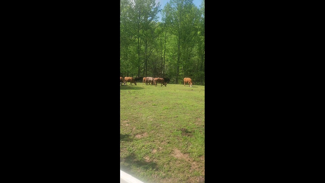 Cows and calves 2025.