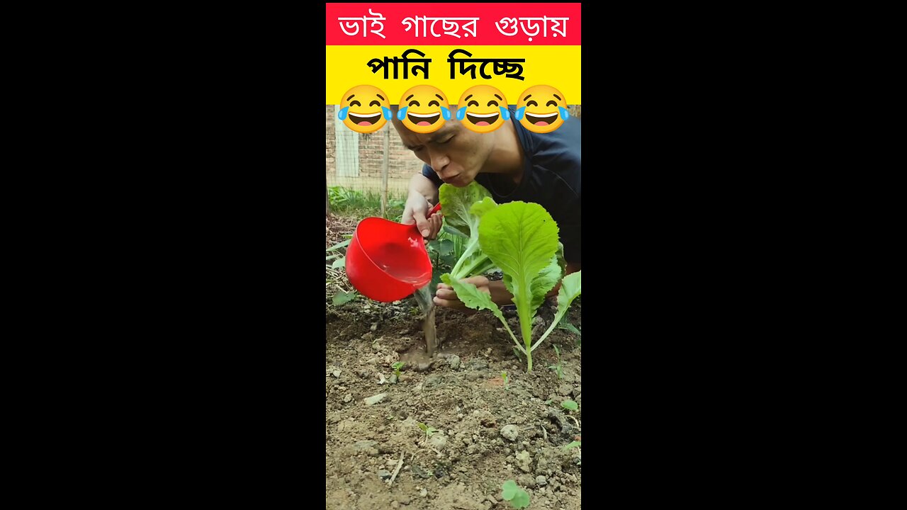 trees 🌴 remove and 😂😂😂