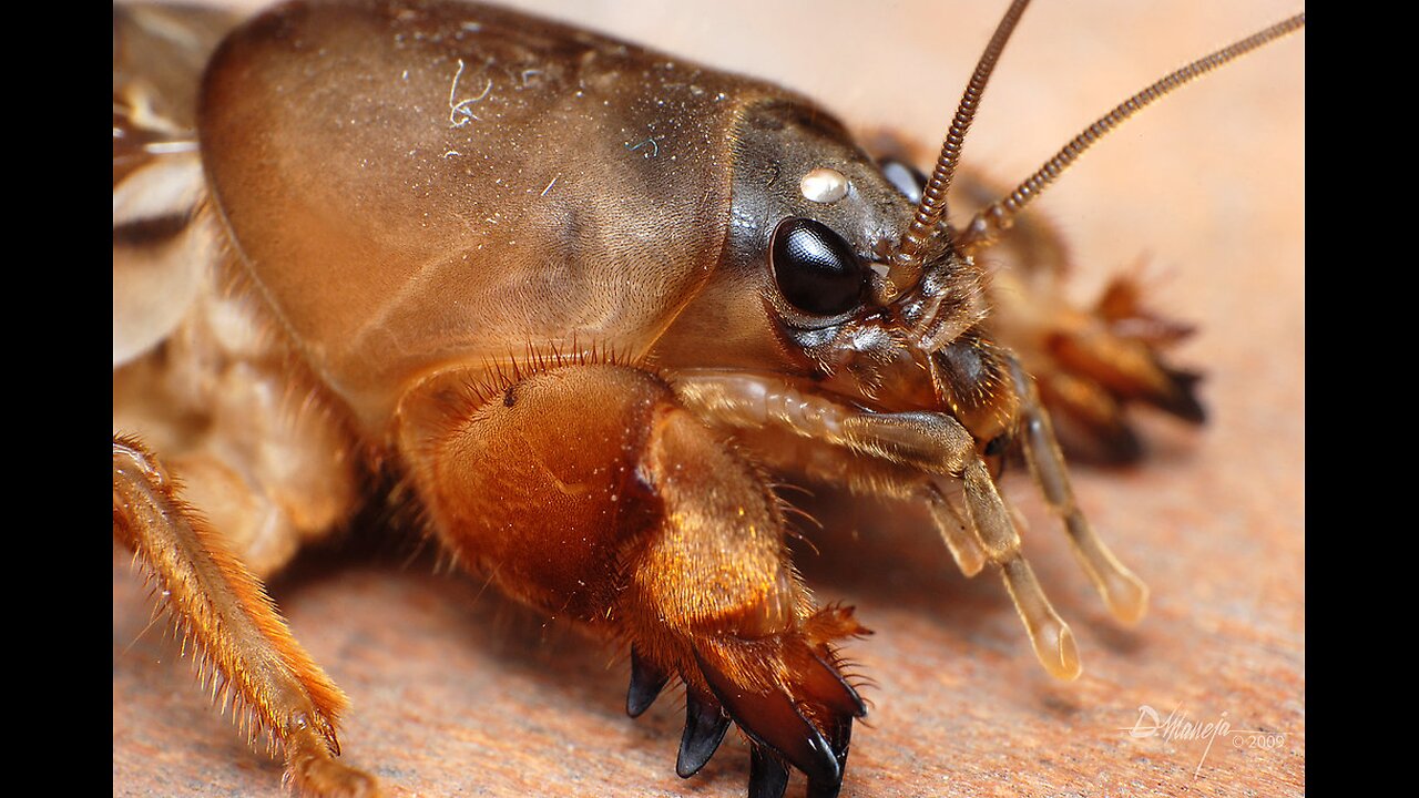 Mole Cricket Edutainment